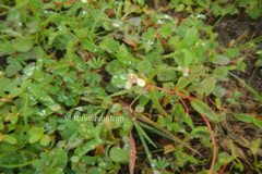 Impatiens inconspicua